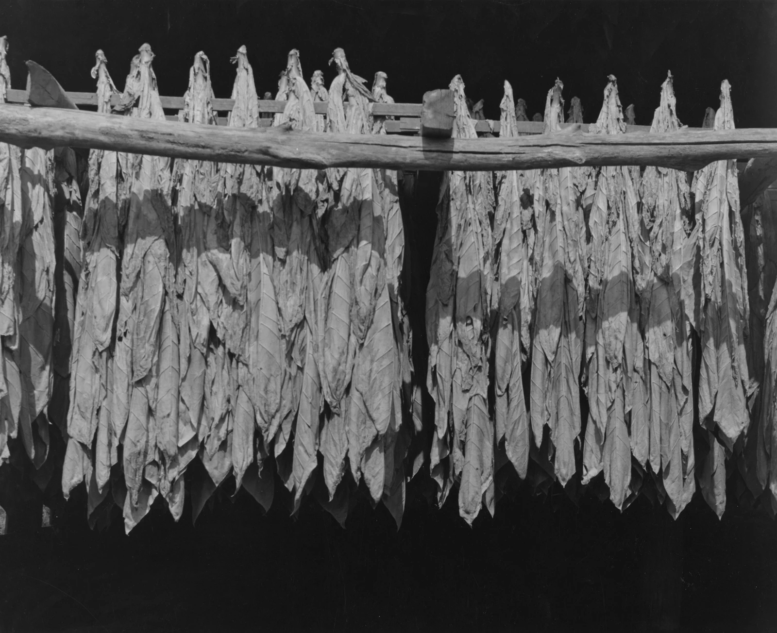 Tobacco leaves hanging on a wooden rack