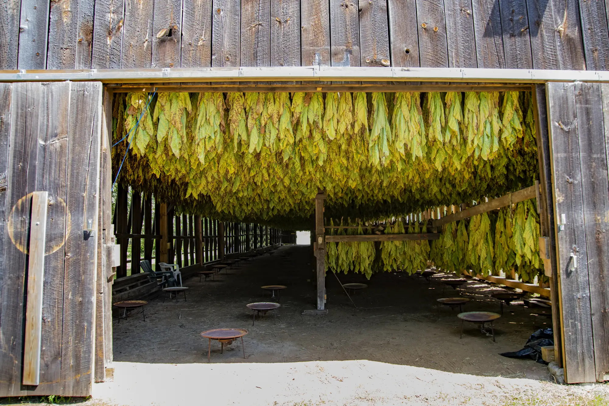 Tobacco leaves hanging to dry in a curing barn